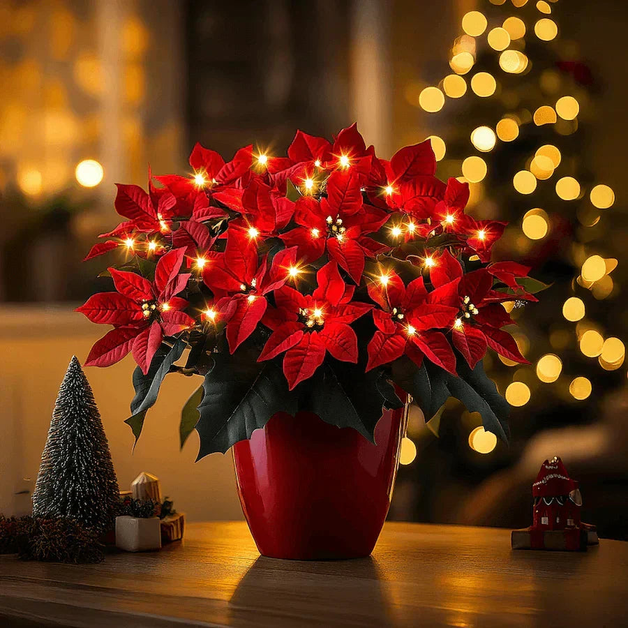Strahlende Rubin-Weihnachtsstern